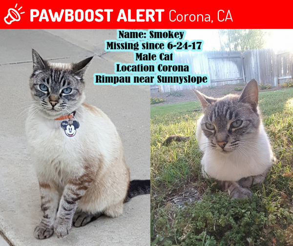 Corona CA Lost Male Cat Smokey Is Missing PawBoost