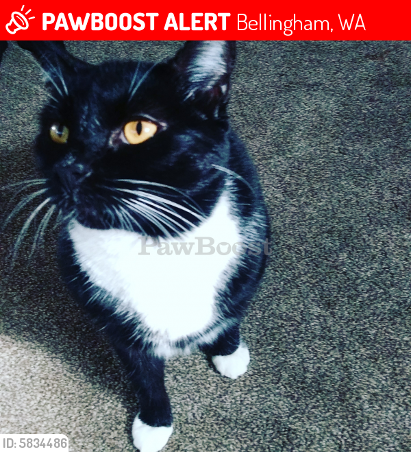 Bellingham Wa Lost Female Cat Balot Is Missing Pawboost