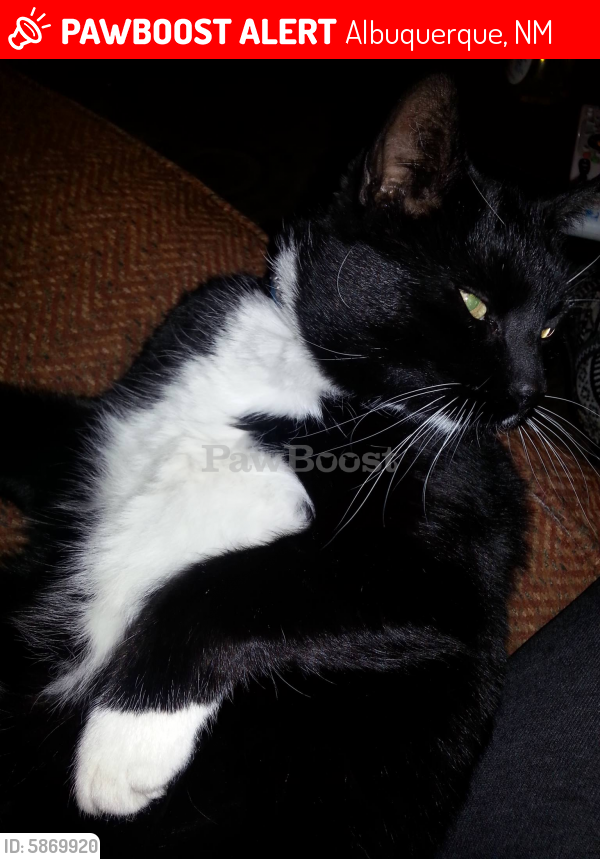 Lost Male Cat In Albuquerque Nm Named Jules Id Pawboost