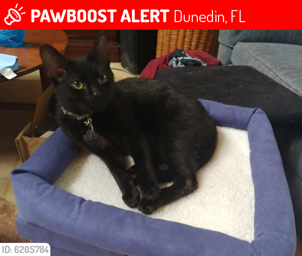 Dunedin FL Lost Female Cat Kit Cat Is Missing PawBoost