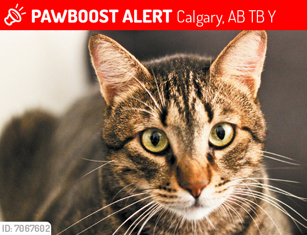 Calgary Ab Lost Female Cat Angel Is Missing Pawboost