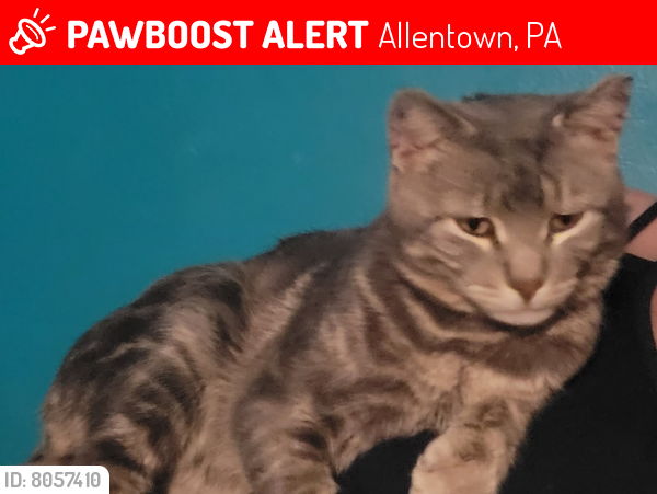 Lost Male Cat In Allentown PA 18102 Named Smokey ID 8057410 PawBoost