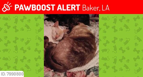 Baker La Lost Female Cat Glory Is Missing Pawboost