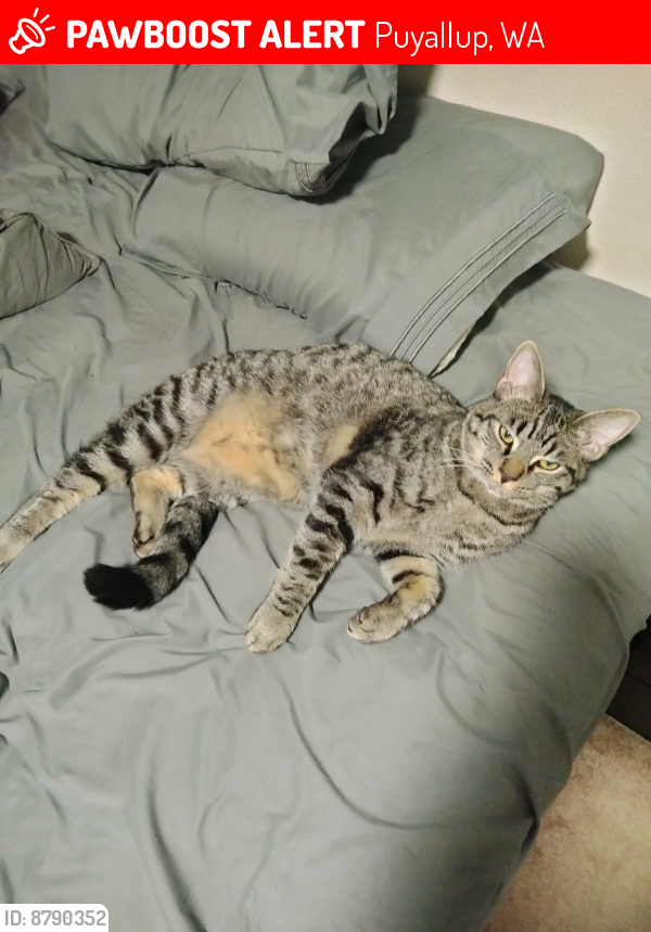 Lost Male Cat In Puyallup Wa Named Dasher Id Pawboost