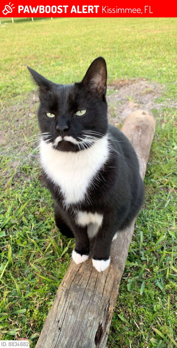 Lost Male Cat In Kissimmee FL 34746 Named Snuggly ID 8834682 PawBoost