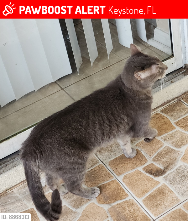 Odessa FL Lost Male Cat Klaus Is Missing PawBoost