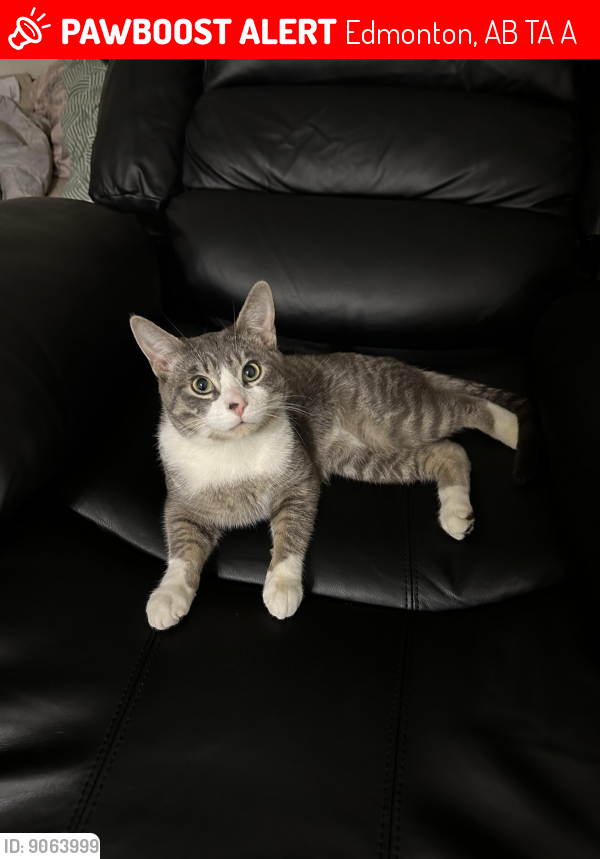 Edmonton AB Lost Male Cat Milo Is Missing PawBoost