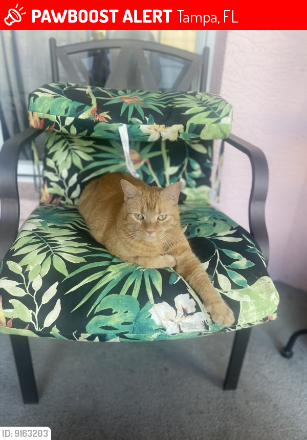 Tampa Fl Lost Male Cat Cheetos Is Missing Pawboost