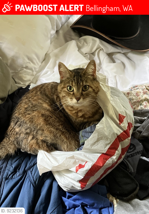 Bellingham Wa Lost Female Cat Sadji Is Missing Pawboost