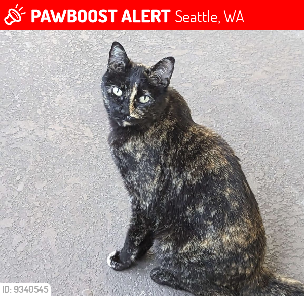 Seattle Wa Lost Female Cat Sookie Is Missing Pawboost