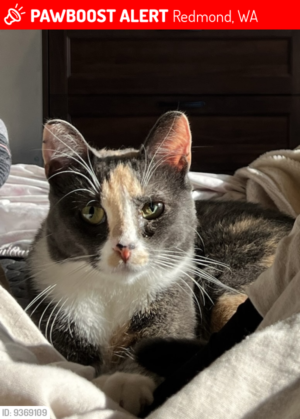 Redmond Wa Lost Female Cat Lulu Is Missing Pawboost