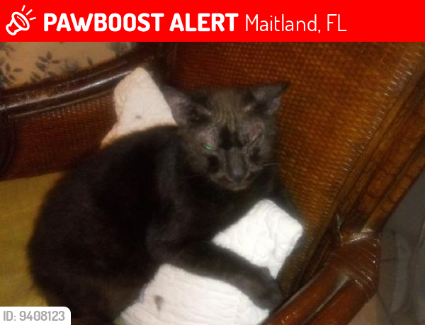 Maitland Fl Lost Male Cat Mike Is Missing Pawboost