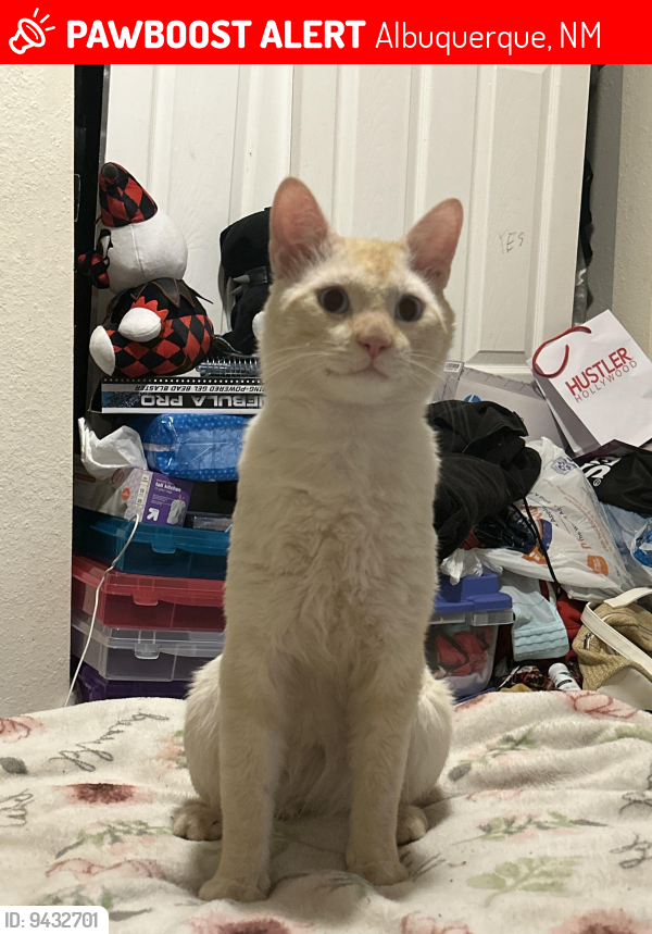 Albuquerque NM Lost Male Cat Galaxy Is Missing PawBoost