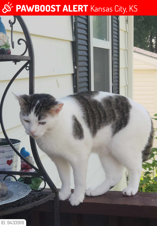 Kansas City Ks Lost Male Cat Oreo Is Missing Pawboost