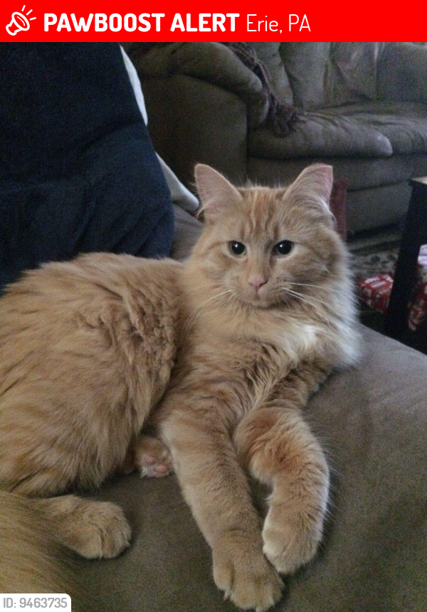 Erie PA Lost Male Cat Groot Is Missing PawBoost