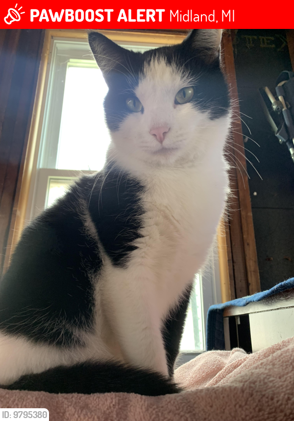 Midland MI Lost Male Cat Oreo Is Missing PawBoost