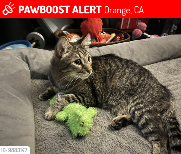 Orange CA Lost Male Cat Trout Is Missing PawBoost