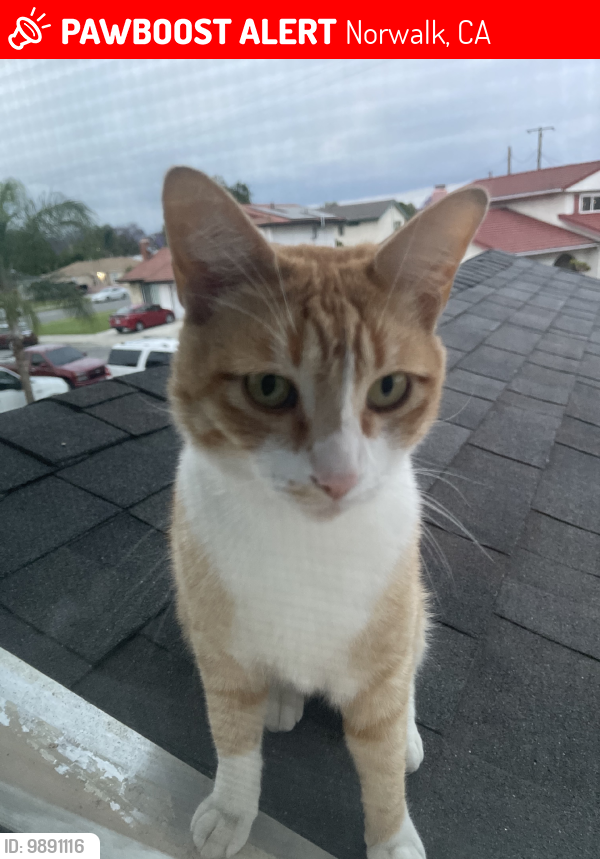 Norwalk CA Lost Male Cat Johnny Is Missing PawBoost