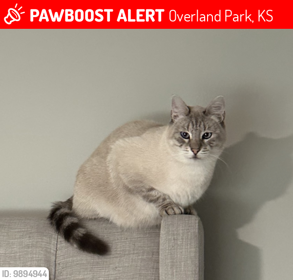 Overland Park KS Lost Male Cat Blue Is Missing PawBoost