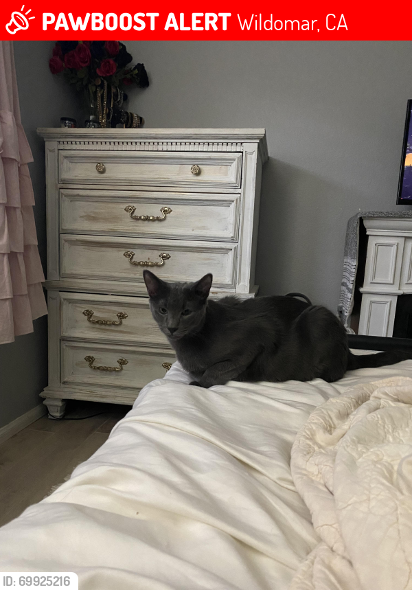 Wildomar CA Lost Male Cat Bluey Is Missing PawBoost