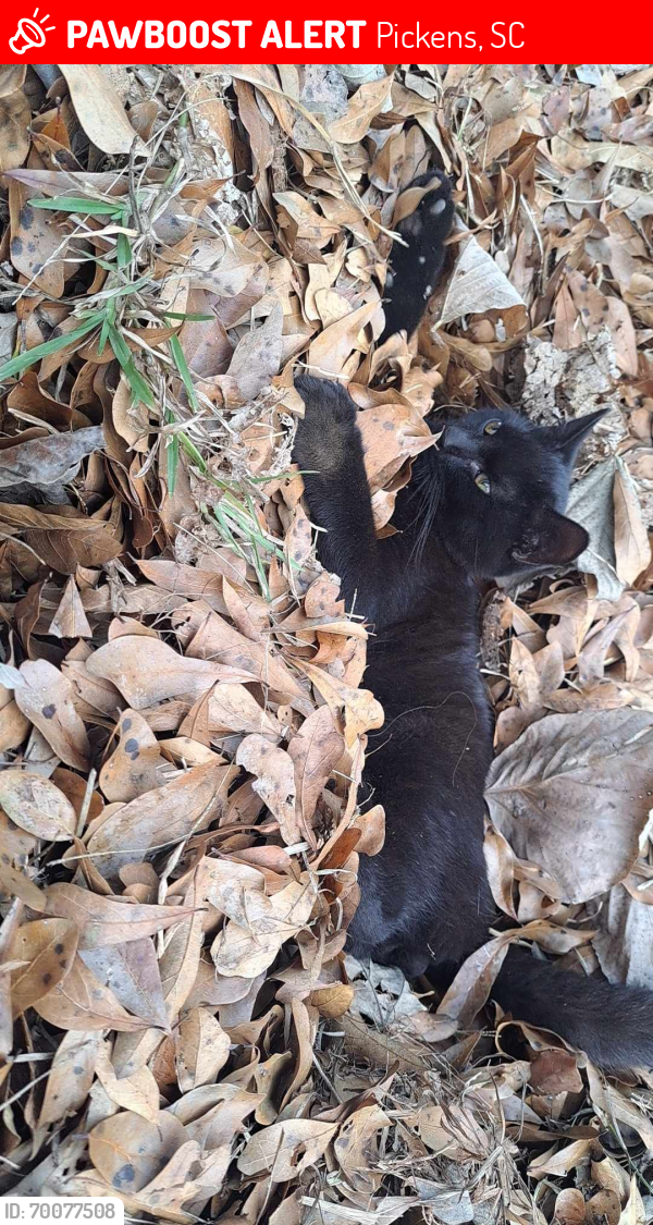 Pickens SC Lost Male Cat Salem Is Missing PawBoost