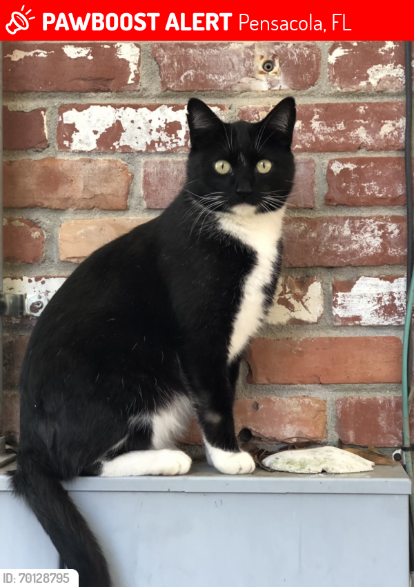 Pensacola FL Lost Male Cat Slinky Is Missing PawBoost