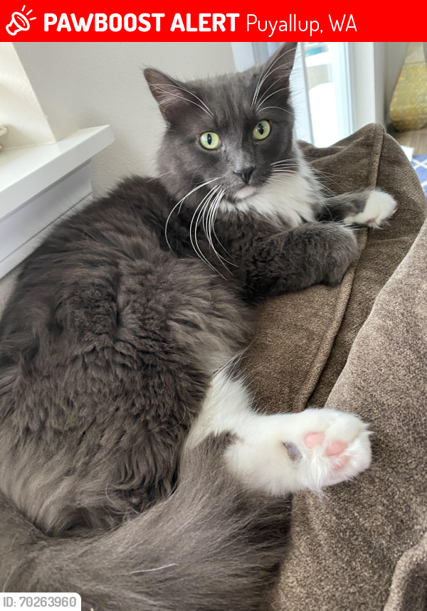 Puyallup WA Lost Male Cat Kat Is Missing PawBoost