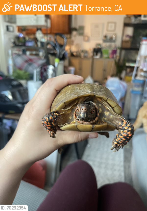 Torrance Ca Stray Reptile Found Near Pennsylvania Ave Rd St