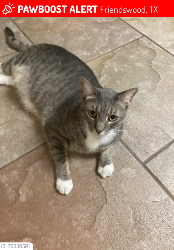 Friendswood Tx Lost Male Cat Captain Is Missing Pawboost