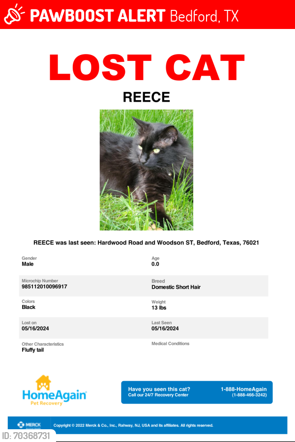 Bedford TX Lost Male Cat Reece Is Missing PawBoost