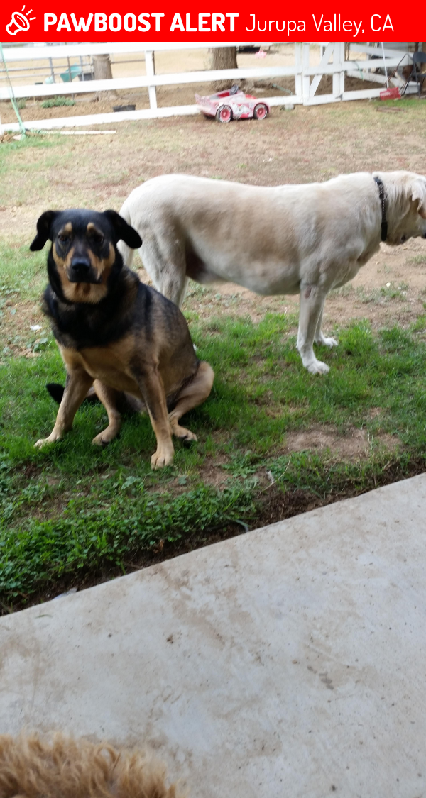 Lost Male Dog in Jurupa Valley, CA 91752 Named Littles (ID 4662531