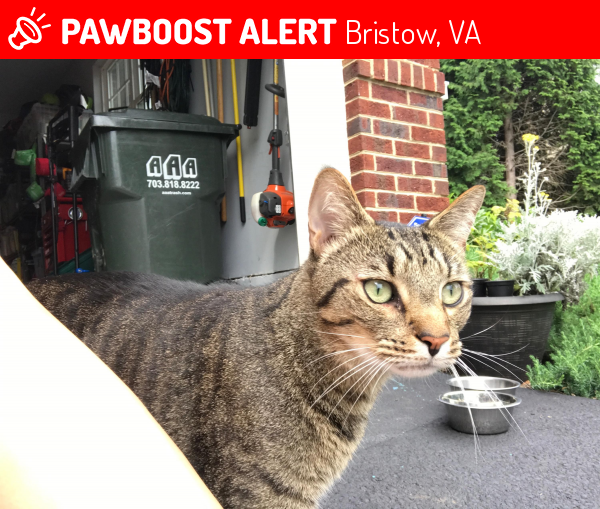 Bristow, VA Stray Female Cat Found Near Near Dodsworth Dr & Merlot Ct ...