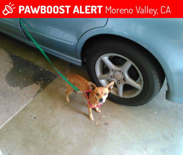 Lost Male Dog last seen Near Frederick St & Eucalyptus Ave, Moreno Valley, CA 92553