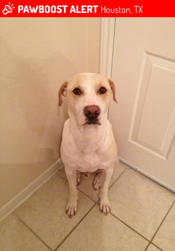 Deceased Male Dog last seen Auguswood and woodcreek , Houston, TX 77073