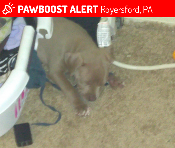 Lost Male Dog last seen Near S 4th Ave & Walnut St, Royersford, PA 19468