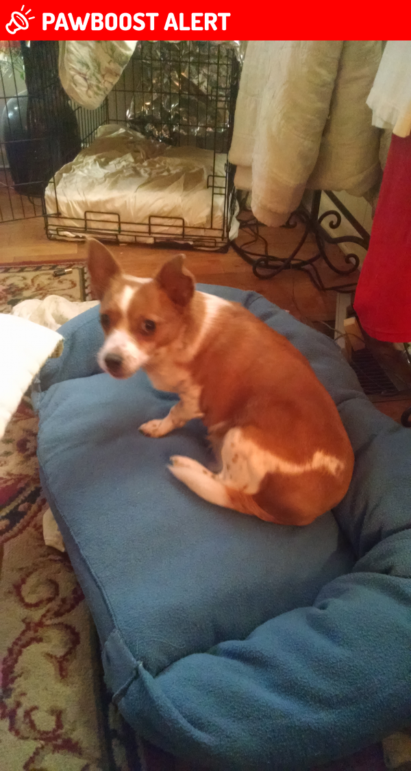 Lost Female Dog in Strawberry Plains, TN 37871 Named Lucy (ID 4666898