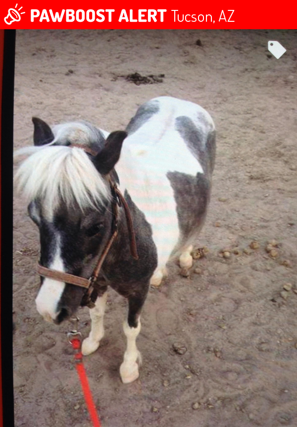 Lost Female Horse last seen Near N Cortaro Rd, Tucson, AZ, Tucson, AZ 85743