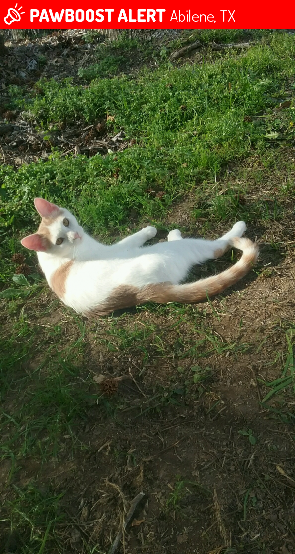 Lost Male Cat in Abilene, TX 79603 Named Fili (ID 4673007) PawBoost