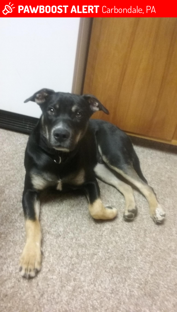 Lost Male Dog in Carbondale, PA 18407 Named Shadow (ID 4674327) PawBoost