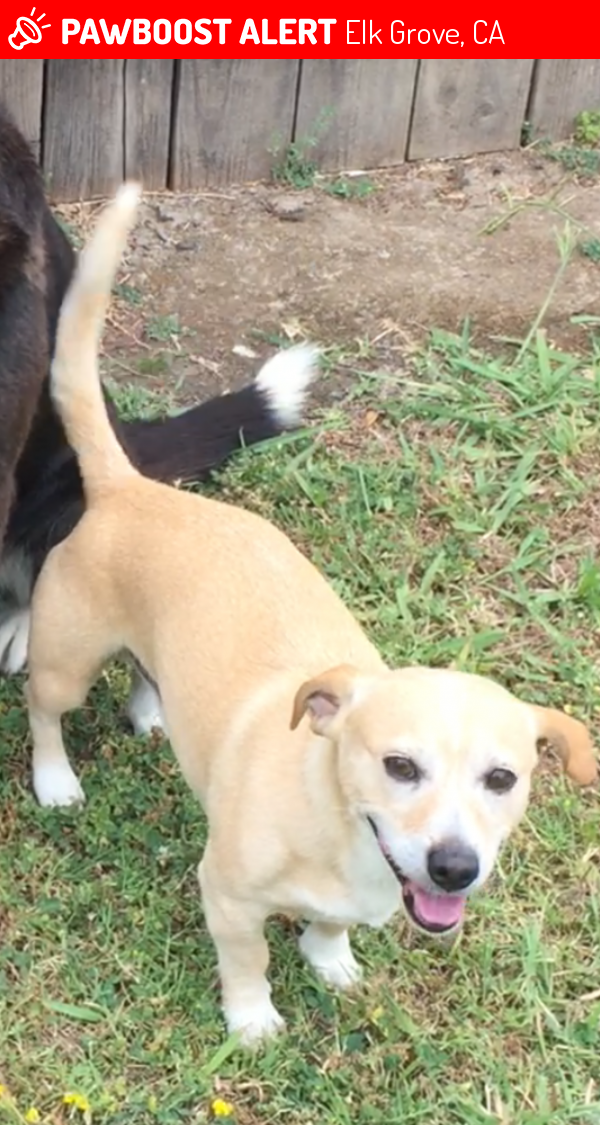 Lost Male Dog in Elk Grove, CA 95758 Named Smokey (ID 4675120) PawBoost