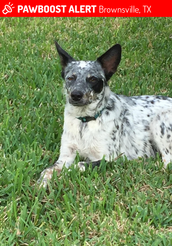 Brownsville, TX Stray Female Dog Found Near Near Robins Ln & Boca Chica ...