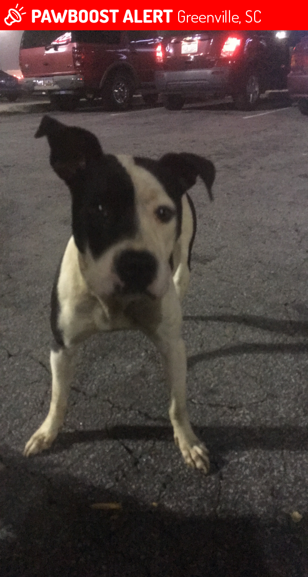 Found/Stray Female Dog in Greenville, SC 29617 (ID: 4678350) | PawBoost