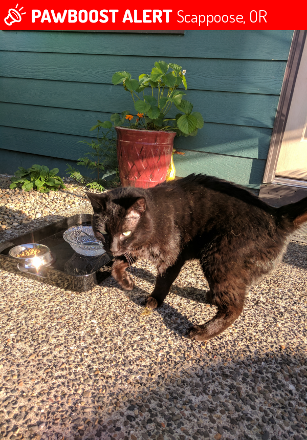 Lost Male Cat in Scappoose, OR 97056 Named Stellar (ID 4679496) PawBoost