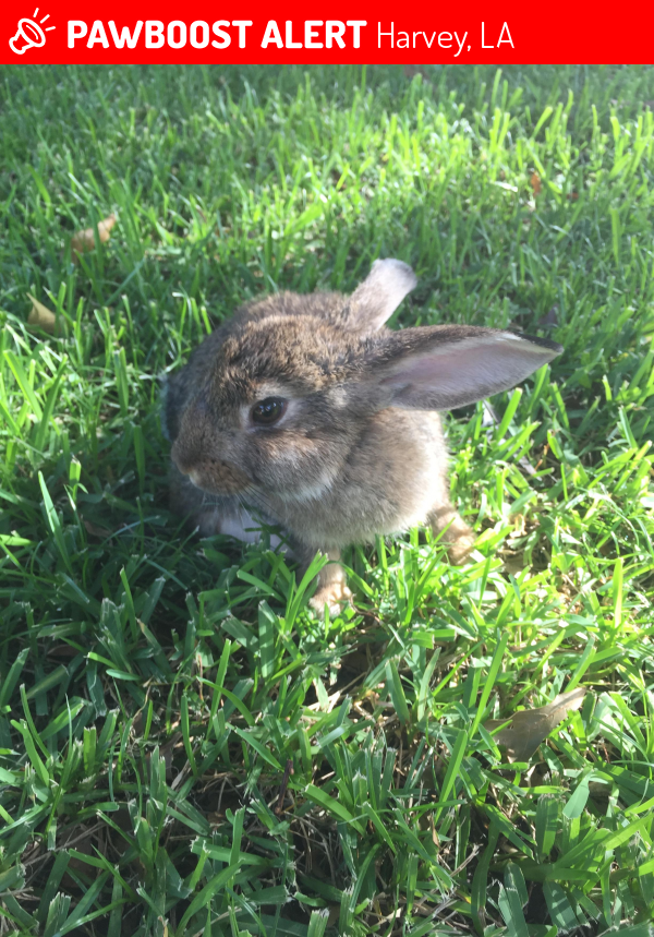 Harvey, LA Stray Female Rabbit Found Near Near 11th St & St Michael Dr ...