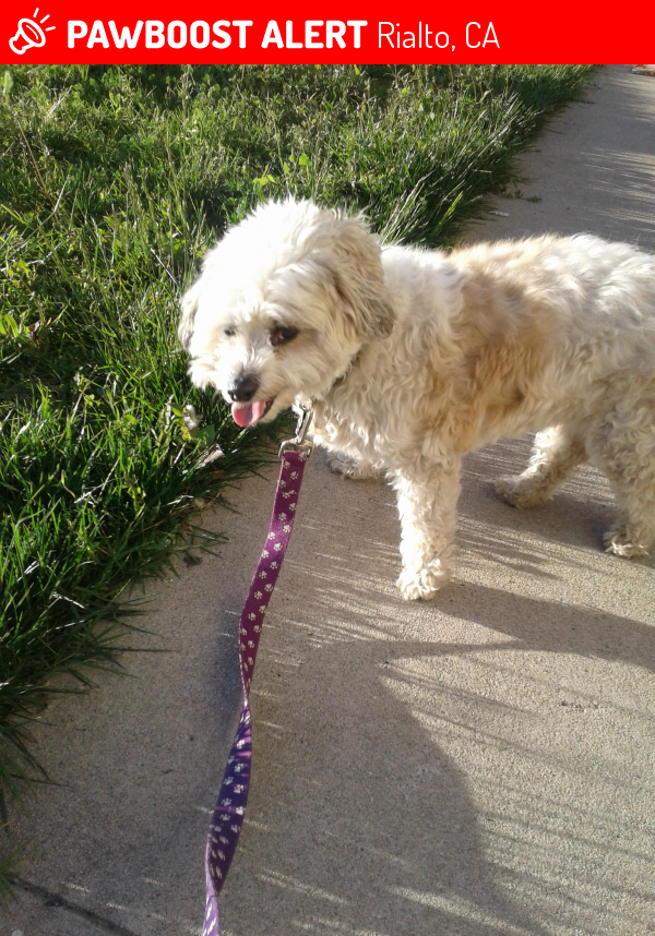 Rialto, CA Stray Female Dog Found Near Near Cactus Ave & Casmalia St ...