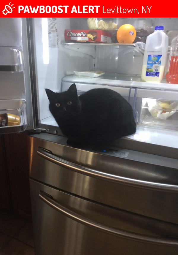 Levittown, NY Lost Female Cat, Kitty Is Missing PawBoost