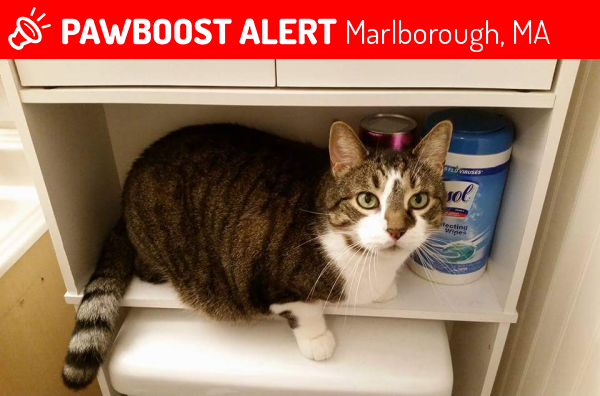 Lost Male Cat in Marlborough, MA 01752 Named Stitch (ID: 4684468