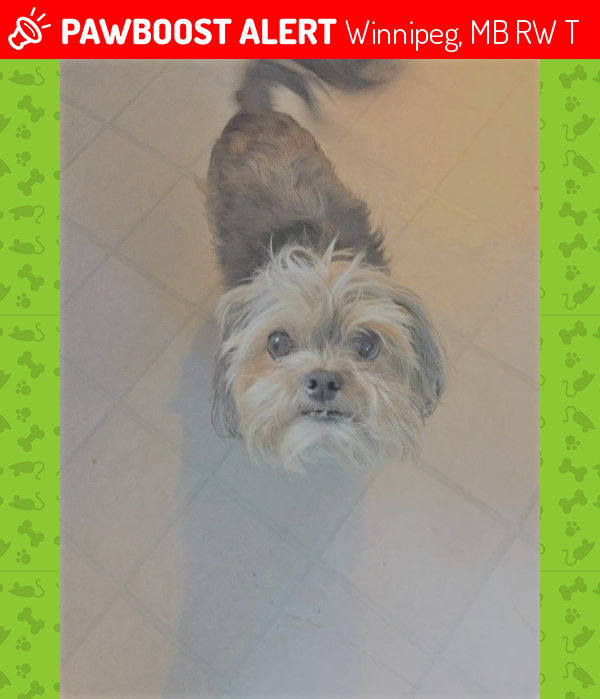 Lost Female Dog in Winnipeg, MB R2W 0T7 Named Deedee (ID 4684589) PawBoost Lost Female Dog in Winnipeg, MB R2W 0T7 Named Deedee (ID 4684589) PawBoost