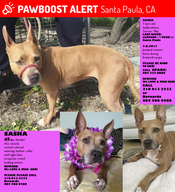 Lost Female Dog last seen Near Leavens Ct & Richard Rd, Santa Paula, CA 93060