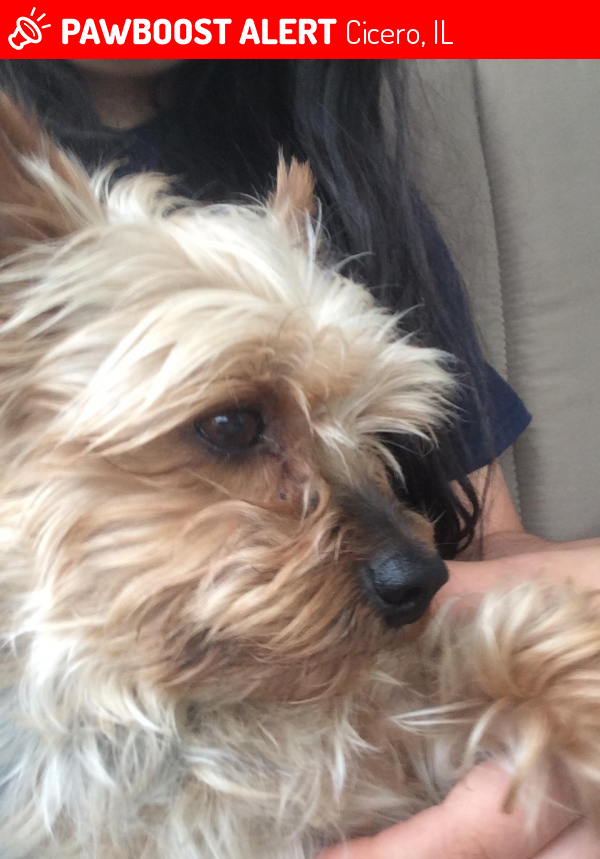 Cicero, IL Lost Male Dog, Rocky Is Missing PawBoost